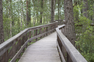 wooden bridge in forest