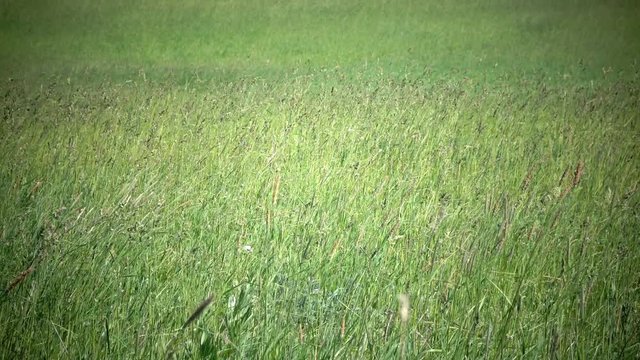 Tall grass blowing in the breeze.The strong wind inclines Timothy-grass Phleum pratense in field to summer sunny day