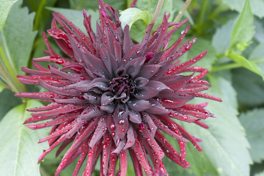 red flower closeup (dahlia chat noir)
