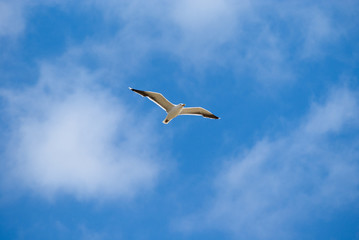 flying gull on blue sky