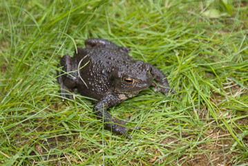 a toad in the lawn