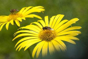 Yellow daisy (Doronicum orientale) closeup