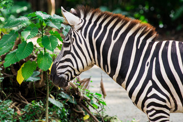 Fototapeta na wymiar Zebra eats green leaves of trees
