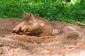 Fototapeta premium The warthog lies in the mud