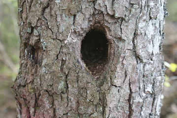 a bird nest inside a tree