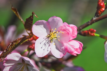 The pink flowers of Japanese cherry blossom or Sakura (Prunus serrulata)