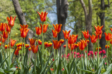 Istanbul, Turkey, 17 April 2006: Tulips of Khedive Palace.