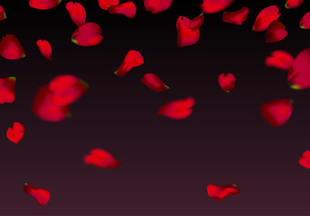 red sakura or rose falling petals