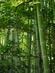 Fototapeta na wymiar Bambusstangen Bambuswald Hintergrund