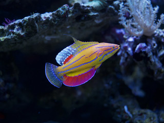 bunter Fisch Meerwasser