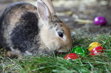 Ein Hauskaninchen und bunte Ostereier