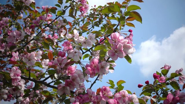 Blooming Pink Crab Apple Trees in the Spring Garden