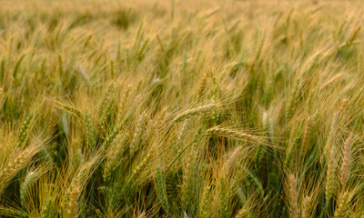 Barley in field for crops