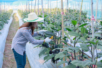Young girl farmer harvest eggplant. agriculture and food production concept.