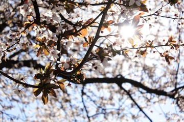 cherry blossoms and the lights