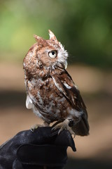 Close up of screech owl on handler's glove.