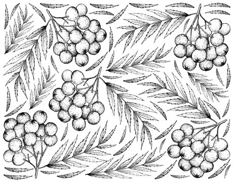 Hand Drawn Background of Ripe Rowanberry Fruits