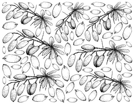Hand Drawn Background of Fresh Barberry Fruits