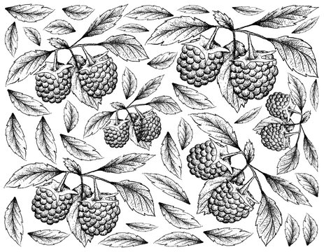 Hand Drawn Background of Blue Raspberry Fruits