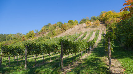 Harvest tome in small vineyard 
