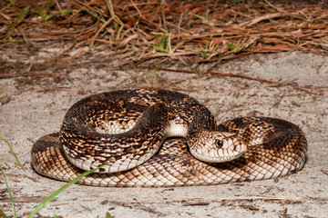 Florida Pine Snake (Pituophis melanoleucus mugitus)