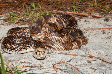 Florida Pine Snake (Pituophis melanoleucus mugitus)