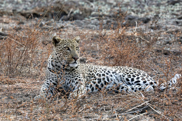 Fototapeta na wymiar Leopard in the dry season