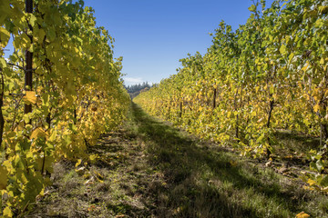 Country vines in the Willamette valley Oregon.