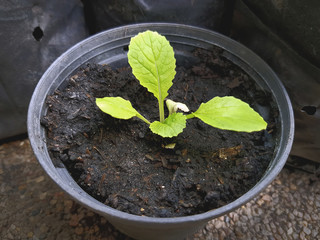 Close up Small Green Plant in Black Plastic Pot