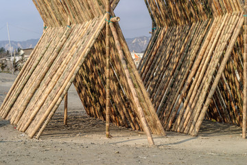 Bamboo drying in the sun being prepared for building material.