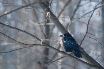 Crow in a winter park