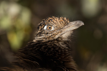 Roadrunner - Eye Contact