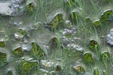 An illustration of river shallow water over water plants and stones.