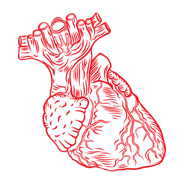 Red human heart with aorta, veins and arteries isolated on white background. For cardiology or medical design. Hand drawn flesh tattoo concept. Vector.