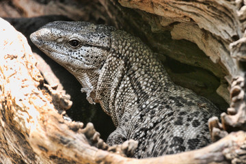 Black Throated Monitor, Varanus a. albigularis, Zimbabwe © vladislav333222