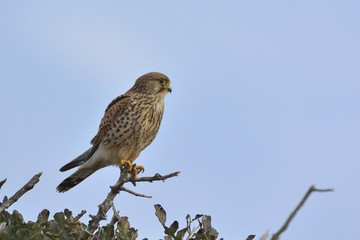 Common Kestrel (Falco tinnunculus), Greece