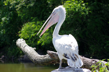 pélican, pelecanus