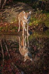Coyote (Canis latrans) Stares Out With Reflection