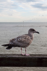 Juvenile Gull 