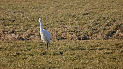 Naklejka premium Silberreiher (Ardea alba) im Frühling auf der Jagd im Grünland 