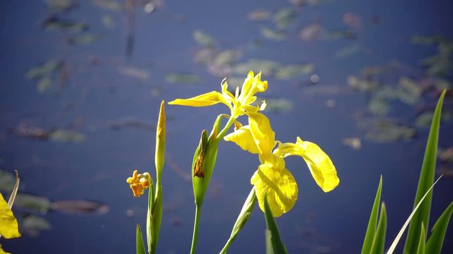 Iris pseudacorus yellow flag, yellow iris, water flag, lever is a species in the genus Iris, of the family Iridaceae