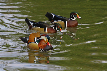 &Uuml;&ccedil; tane y&uuml;zen &ouml;rdek 