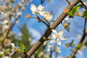 Cherry flower