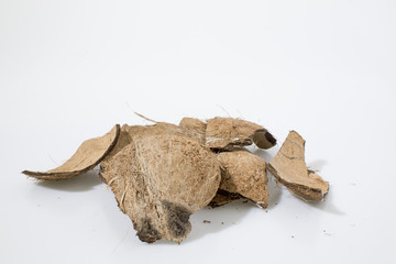 Fresh coconut fruit in a white background