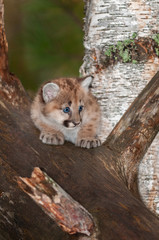 Female Cougar Kitten (Puma concolor) Looks Right