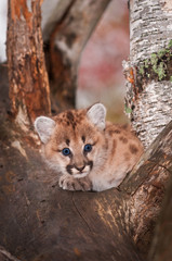 Female Cougar Kitten (Puma concolor) Crossed Paws
