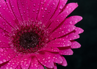 Macro image of gerbera flower. Selective focus