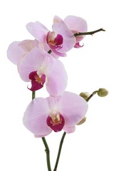 Obraz na płótnie Canvas orchid close up isolated