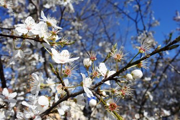 cherry blossoms in japan