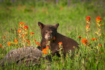Black Bear Cub (Ursus americanus) Stands With Indian Paintbrush © hkuchera